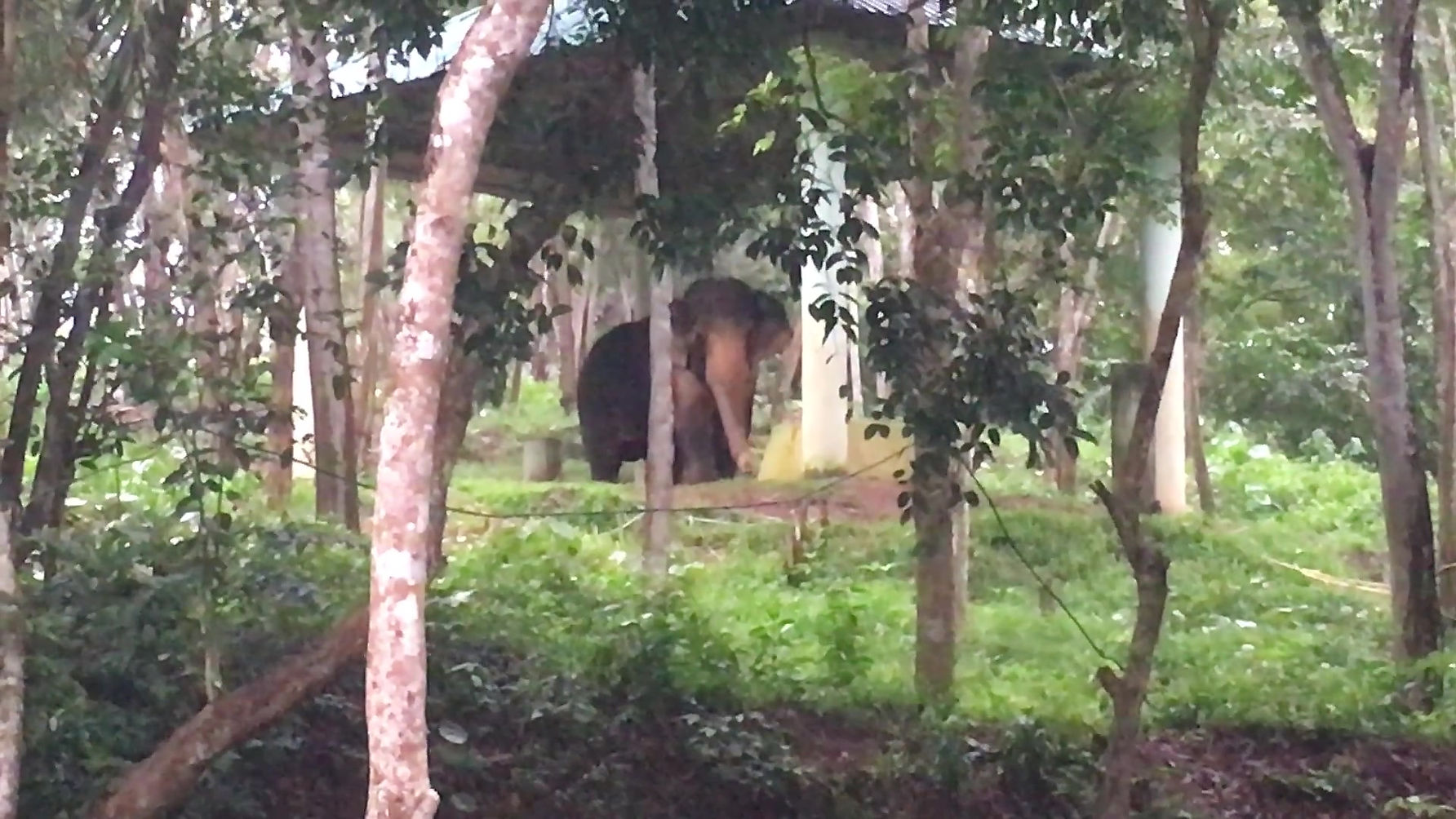 Elephant Rehabilitation
